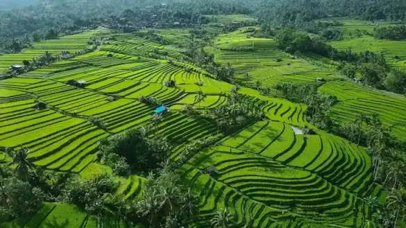 Menikmati Suasana Asri Desa Jatiluwih Bali